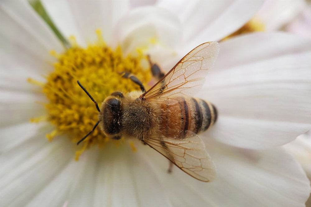 An Interview with a Beekeeper