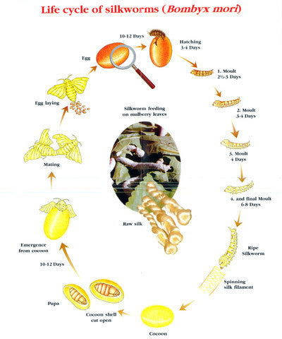 How Silk is Made